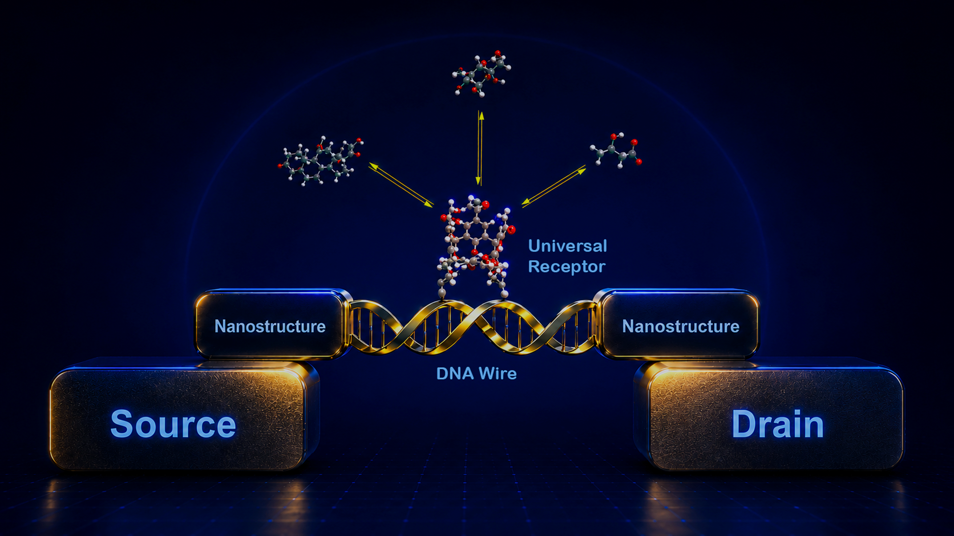 DNA Transistor Architecture — Source, Drain, Nanostructure, DNA Wire, Universal Receptor